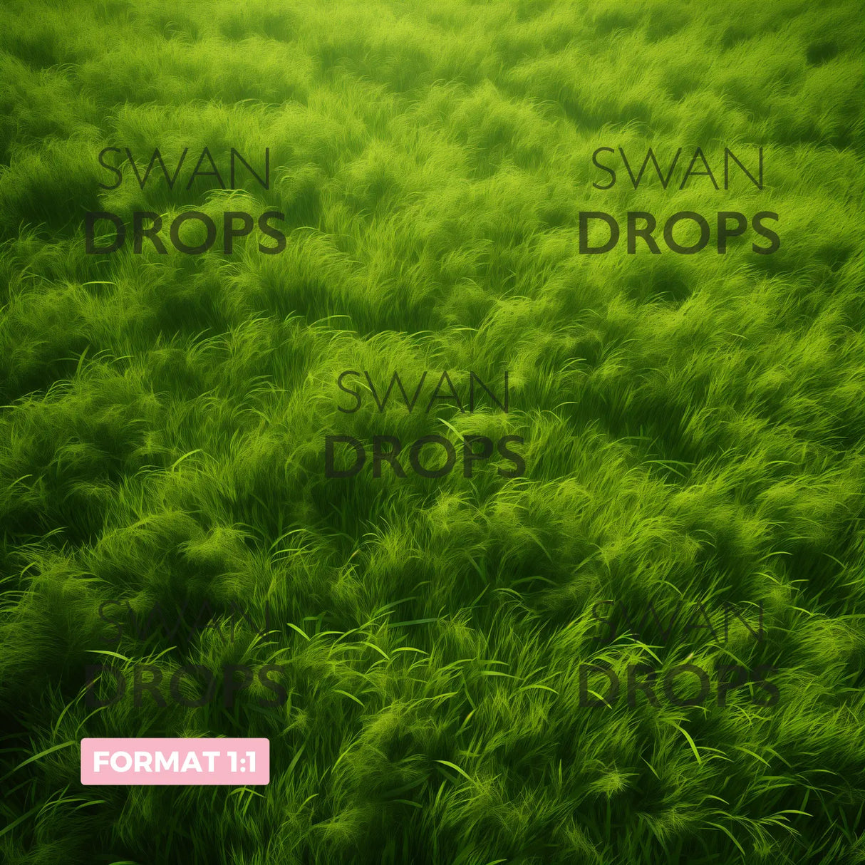 Fond photo Zéphyr de Printemps Swan Drops