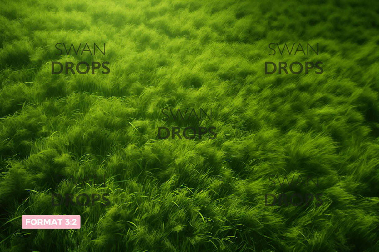 Fond photo Zéphyr de Printemps Swan Drops