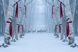 Fond photo Bouleau et brume de la collection Noël 2026 extérieur - bouleaux, brume, tons glace - séance nouveau-né Noël