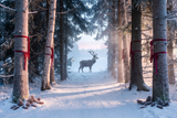 Fond photo Lisière de l'aube de la collection Noël 2026 extérieur - percée lumineuse, sapins, bleu-rose - séance grossesse narrative Noël