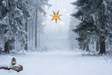 Fond photo Givre et silence de la collection Noël 2026 extérieur - sapins givrés, neige ouverte, étoile centrale dorée - séance grossesse studio